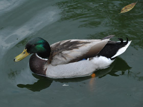 Смотреть фото Самые высоколетающие птицы Фото Самые высоколетающие птицы