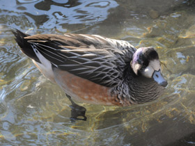 Фото Чилийская свиязь