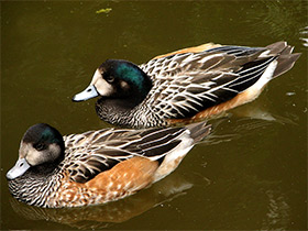 Фото Чилийская свиязь