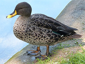 Фото Желтоклювая кряква