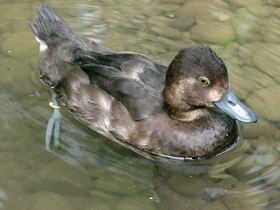 Фото Морская американская чернеть