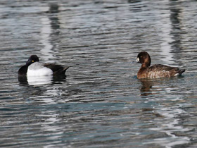 Фото Морская американская чернеть
