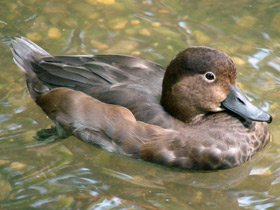 Фото Американская чернеть