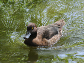 Фото Красноголовый нырок