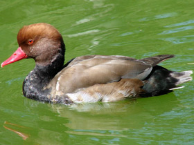 Фото Красноносый нырок