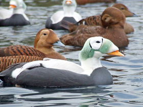 Фото Обыкновенная гага