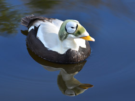 Фото Обыкновенная гага