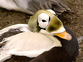 Фото Обыкновенная гага