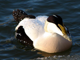 Фото Обыкновенная гага