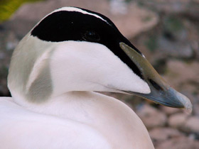 Фото Обыкновенная гага