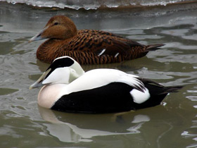 Фото Обыкновенная гага