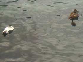 Фото Обыкновенная гага