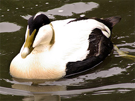 Фото Обыкновенная гага