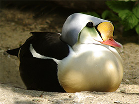 Фото Обыкновенная гага