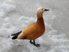 Фото Обыкновенный огарь