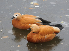 Фото Обыкновенный огарь