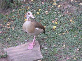 Фото Нильский гусь