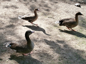 Фото Белолобый гусь