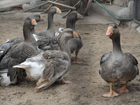 Фото Тульский бойцовый гусь