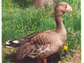 Фото Тульский бойцовый гусь