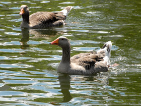 Фото Серый гусь