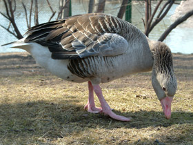 Фото Серый гусь