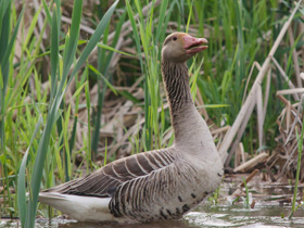 Фото Серый гусь