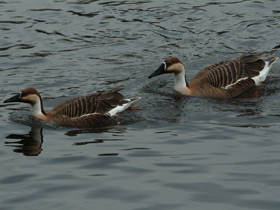 Фото Сухонос