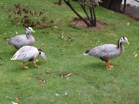 Фото Горный гусь