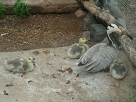 Фото Горный гусь