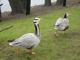Фото Горный гусь