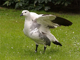 Фото Обыкновенный магелланов гусь