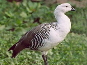 Обыкновенный магелланов гусь Обыкновенный магелланов гусь