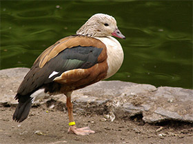 Фото Оринокский гусь