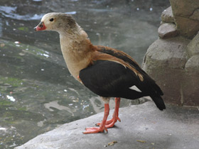 Смотреть фото Гривистый гусь Фото Гривистый гусь