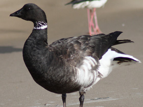 Фото Чёрная казарка