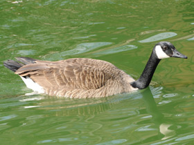Фото Канадская казарка
