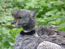 Фото Хохлатая паламедея