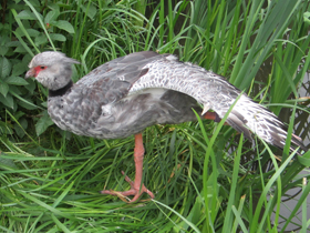 Фото Хохлатая паламедея