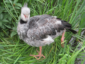 Фото Хохлатая паламедея