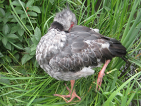 Фото Хохлатая паламедея