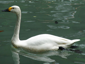 Смотреть фото Американский лебедь Фото Американский лебедь