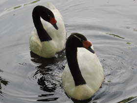 Фото Черношейный лебедь