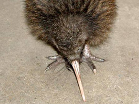 Фото Южный киви