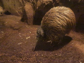 Фото Южный киви