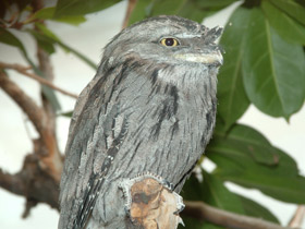 Исполинский белоног Исполинский белоног