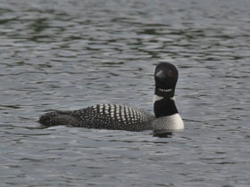 Смотреть фото Полярная гагара Фото Полярная гагара