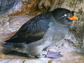 Фото Большая конюга