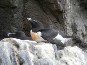 Фото Гагарка