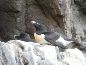 Фото Гагарка